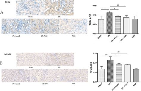 Representative Immunohistochemistry Images And Statistical Analysis Of