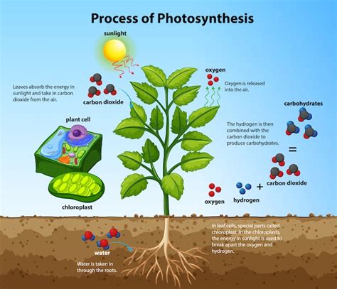 Free Vector Diagram Showing Process Of Photosynthesis With Plant And