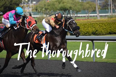 The Thoroughbred: The Pinnacle of Horse Breeding