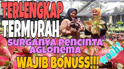 Aglonema Termurah Langsung Dari Petaninya Langsung Wajib Bonus