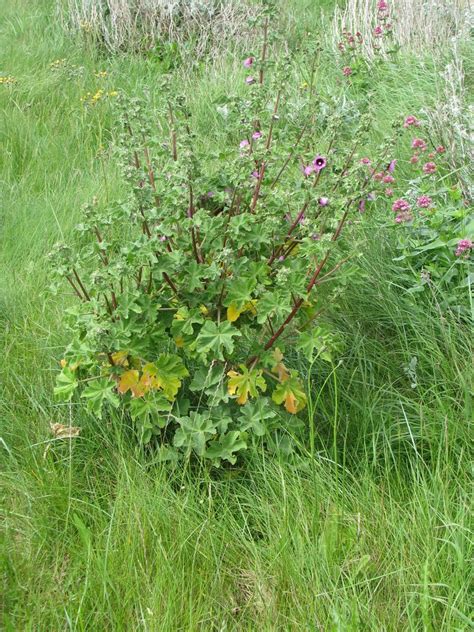 Malva arbórea Lavatera arborea como plantar