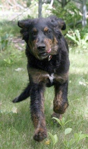 Bernese Golden Mountain Dog Breed Information and Pictures