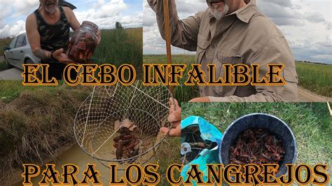 CEBO INFALIBLE Y PREPARACION PARA PESCA DE CANGREJOS YouTube