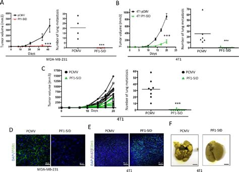 Pf Sid Inhibits Primary Tumor Growth And Lung Metastatisin Vivo A B