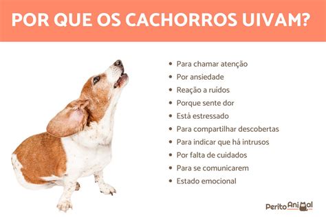 Por Que Os Cachorros Uivam 10 Principais MOTIVOS