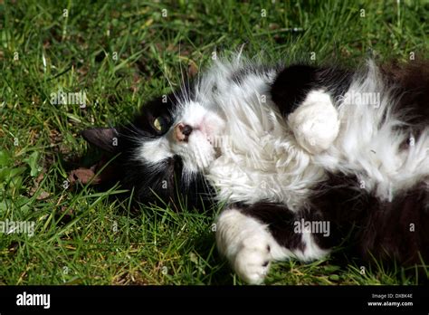 PUSSY ENJOYING THE SUN Stock Photo Alamy