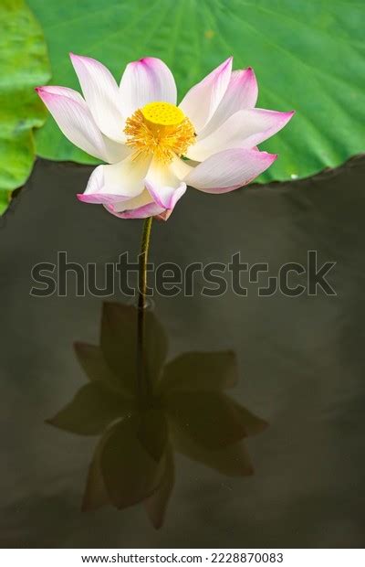 Facts About Vietnams National Flower Stock Photo 2228870083 | Shutterstock