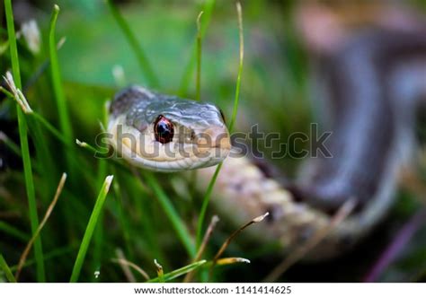 Close Shot Garter Snake Peering Through Stock Photo 1141414625