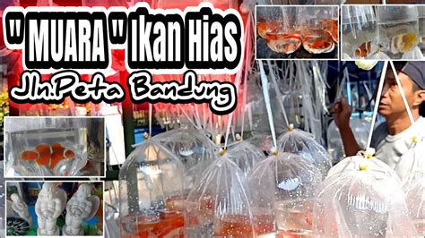 Pasar Ikan Hias Terbesar Di Kota Bandung Youtube