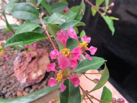 Medium Weeping Barbados Cherry Bonsai Tree