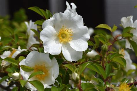 Cherokee Rose Rosa Laevigata Flowers Stock Image Image Of Rose