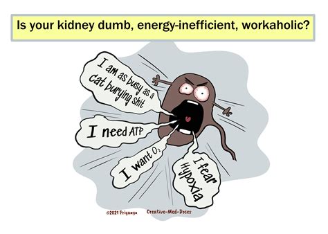 Kidney: The dumb, energy-inefficient, workaholic - Creative Med Doses