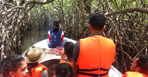 West Coast Beach River Mangroves Lagoon Wildlife Boat Tour GetYourGuide