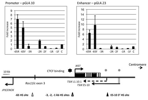 Dual Luciferase Reporter Assays Examining Promoter And Enhancer