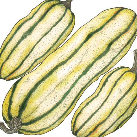 Delicata Winter Squash Seeds Organic Grow Organic