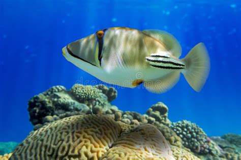 Picasso Triggerfish Rhinecanthus Aculeatus On The Coral Reef Stock