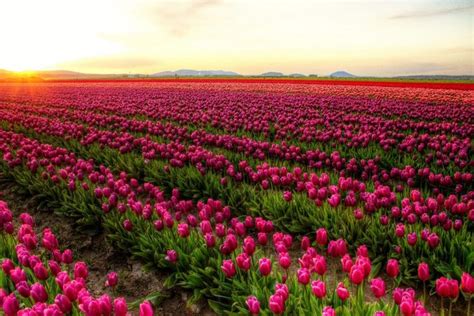 Hermosas Fotograf As De Campos De Tulipanes En M Xico Campos De