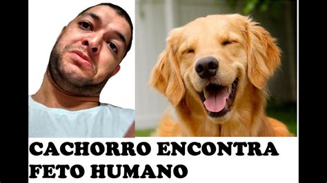 Cachorro Carregando Feto Noticias Curiosas Youtube