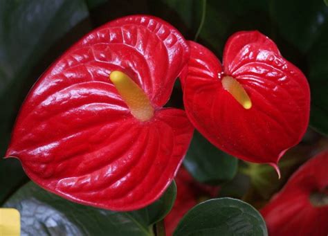 Plantas De Interior Con Flor Roja Más Bonitas Mundo Flores