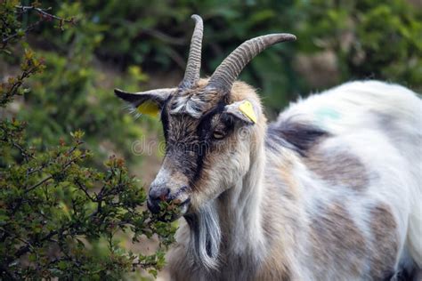 Male Goat With Horns On A Green Pasture In The Hill Stock Photo Image