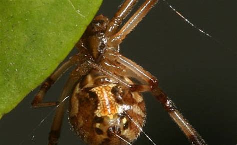 Venomous Spider Spreading Rapidly In San Diego County Kpbs Public Media