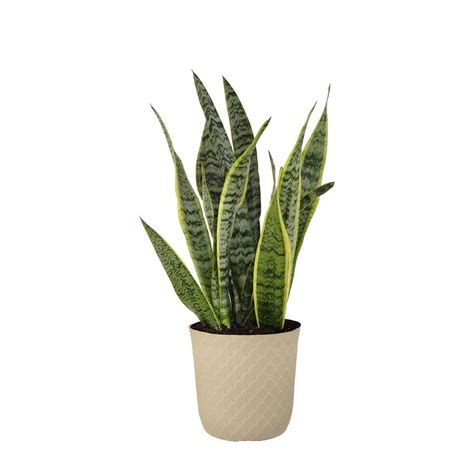 United Nursery Live Sansevieria Laurentii Houseplant 24 28in Tall In 10 Inch Cream Bayside Decor