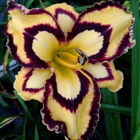 Daylily Bulbs Reblooming For Planting Delicate Hemerocallis Fulva