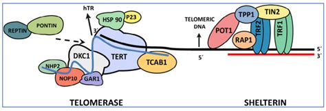 Schematic Representation Of The Telomeretelomerase Complex In Black