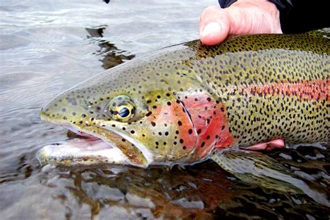 Seven Species Series Rainbow Trout