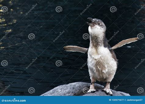 Blue Penguin from New Zealand Stock Image - Image of water, penguin ...