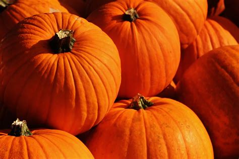 Free Images Orange Harvest Produce Color Pumpkin Halloween Holiday Colorful Yellow