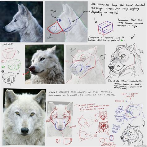 Anatomy Of A Wolf