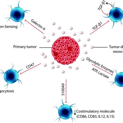 Tumor Derived Exosomes Inhibit Differentiation Of Dendritic Cells