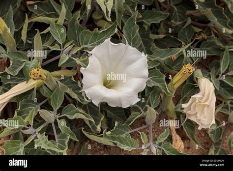 White Devils Trumpet Flower Datura Stramonium Grows In A Vine As