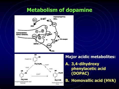 Ppt Catecholamines Dopamine [da] Norepinephrine [ne] Epinephrine [epi] Powerpoint