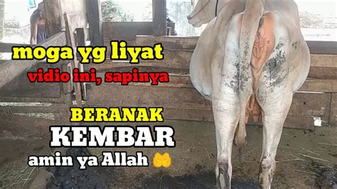 Ciri Ciri Sapi Mau Melahirkan Dengan Normal Youtube