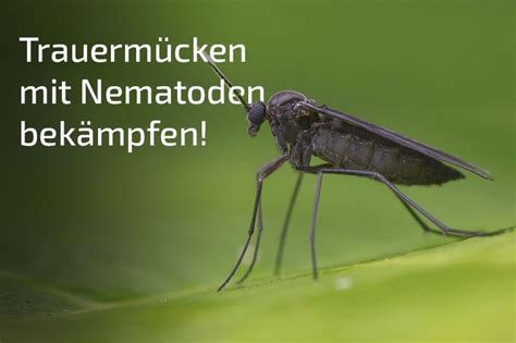 Nemaplus Sf Nematoden Zur Bek Mpfung Von Trauerm Cken Mio Schnell