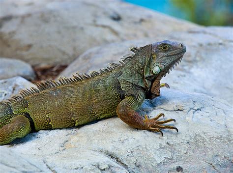 Iguana在岩石上荒野绿色生物橙子爬虫鬣蜥棕色野生动物蜥蜴热带高清图片下载 正版图片320560105 摄图网