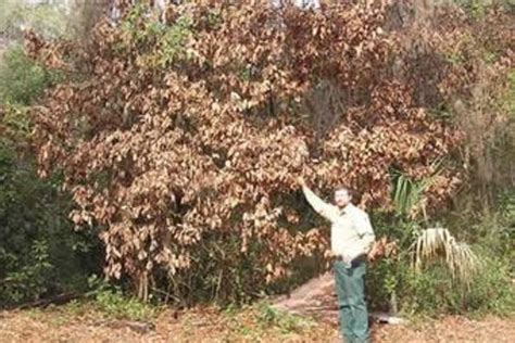 Red Bay Trees Dying Georgia Public Broadcasting