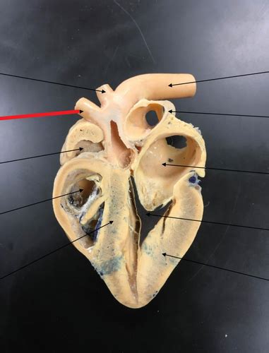 Anatomy Of Sheep Heart Flashcards Quizlet