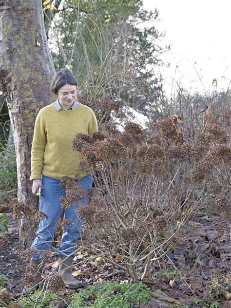 Pluimhortensia Snoeien Wanneer En Hoe Doe Je Dat Gardeners World