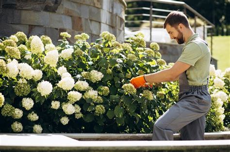 Jardinero recortando arbustos de flores con tijeras de jardín Foto