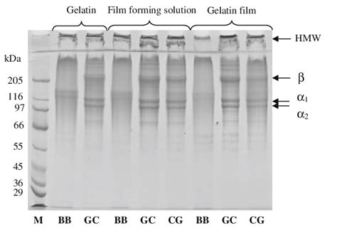 SDSPAGE Pattern Of Gelatin Film Forming Solution And Films M Protein