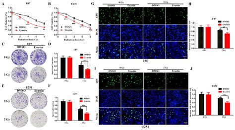 Erastin Induced Ferroptosis Enhance The Radiosensitivity Of Glioma