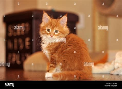 Orange Maine Coon Kitten Stock Photo Alamy