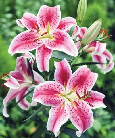 Liliom Oriental Red Az N Kert Sze Starkl Web Shop