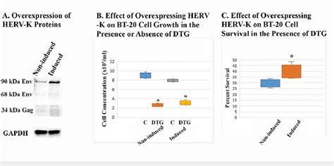 Effect Of Overexpressing Herv K On Dtg Resistance Of Bt Cells A