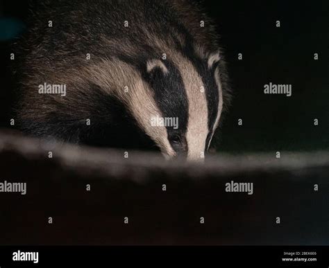 Badger Meles Meles Portrait Captured In Cheshire England Stock Photo