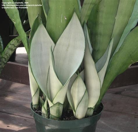 Plantfiles Pictures Sansevieria Snake Plant Mother In Laws Tongue