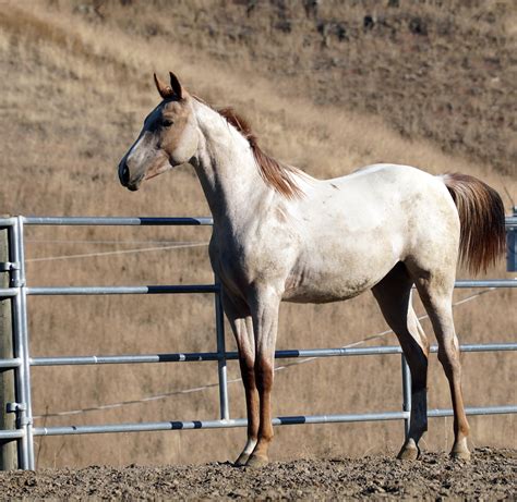 Nez Perce Horse — DiscoverTheHorse